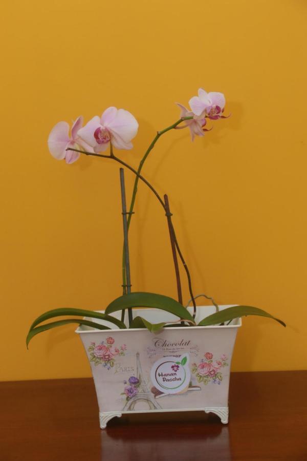 Flor Del Valle Posada 塔拉波托 外观 照片